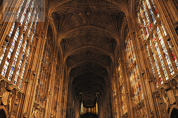 Gotisches Fächergewölber und Fenster der King's College Chapel  gegründet 1441 von König Heinrich VI.  King's Parade  Cambridge  Cambridgeshire  England  Großbritannien  Europa