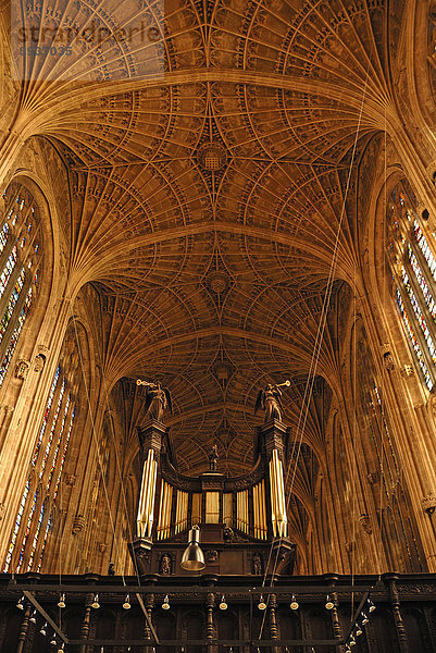Gotisches Fächergewölbe mit Orgel der King's College Chapel  gegründet 1441 von König Heinrich VI.  King's Parade  Cambridge  Cambridgeshire  England  Großbritannien  Europa