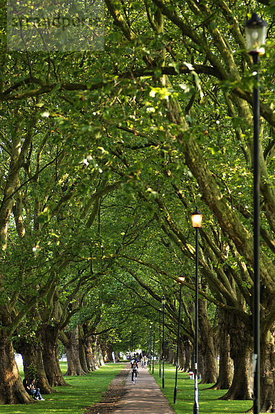 Platanenallee (Platanus hispanica) im Jesus Green Park  Cambridge  Cambridgeshire  England  Großbritannien  Europa