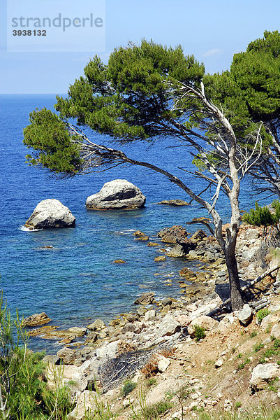 Kiefern (Pinus)  an der Küste zwischen Llucalcari und Deia  Mallorca  Balearen  Balearische Inseln  Mittelmeer  Spanien  Europa
