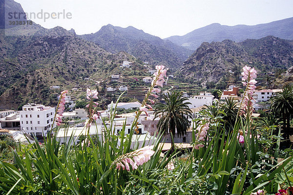 Häuser am Berghang  Landschaft mit rosa Blumen im Vordergrund  Vallehermoso  Valle Hermoso  La Gomera  Kanarische Inseln  Spanien  Europa