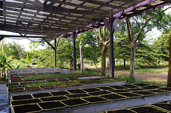 Organic Farm in Homestead  Miami  Florida  USA