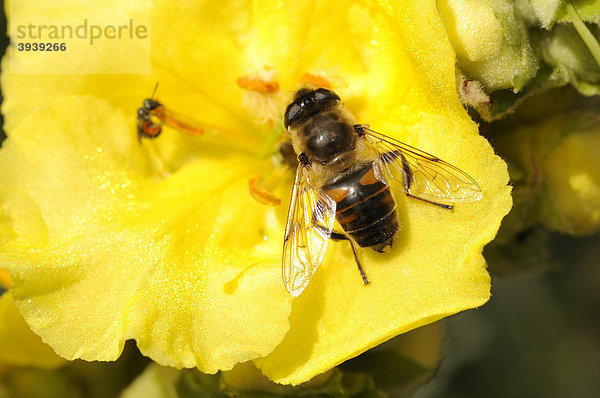 Biene (Apis) auf Blüte  Südtirol  Italien  Europa