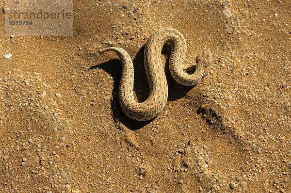 Sandviper (Bitis peringueyi)  Wüste Namib  Namibia  Afrika