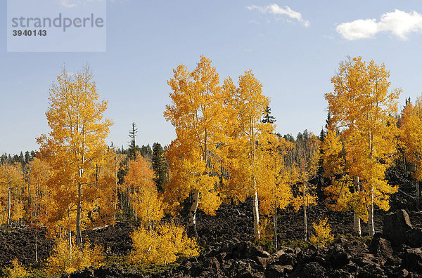 Lavafelder  Espenbäume (Populus tremula) im Herbst  Dixie National Forest  The Craters  Brian Head  Utah  USA