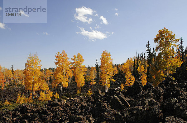 Lavafelder  Espenbäume (Populus tremula) im Herbst  Dixie National Forest  The Craters  Brian Head  Utah  USA