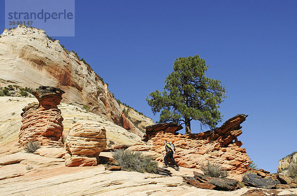 Wanderer  Checkerboard Mesa  Zion Nationalpark  Utah  USA