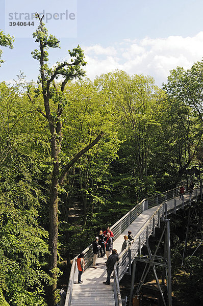 Baumkronenpfad im Nationalpark Hainich  Thüringen  Deutschland  Europa