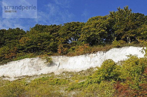 Kreide-Schicht in den Kreidefelsen im Nationalpark Jasmund  Halbinsel Jasmund  Insel Rügen  Mecklenburg-Vorpommern  Deutschland  Europa