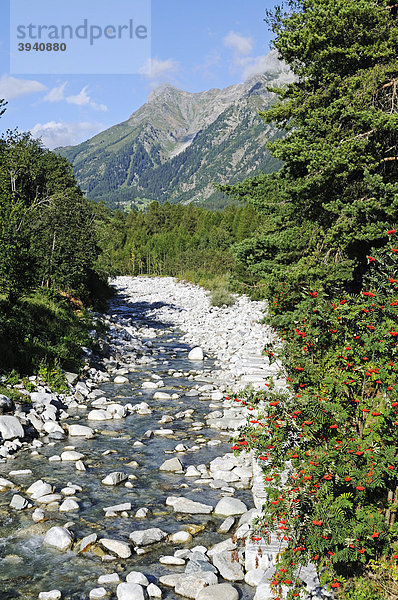 Fluss Maira  Mera  im Dorf Vicosoprano  Val Bregaglia  Tal des Bergell  Engadin  Graubünden  Schweiz  Europa