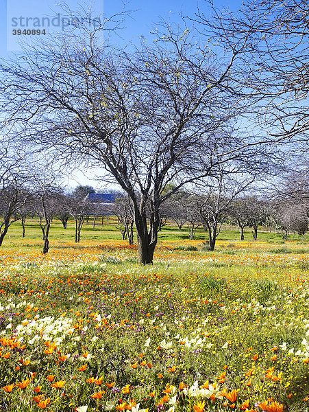 Frühling in Namaqualand in Südafrika  Afrika