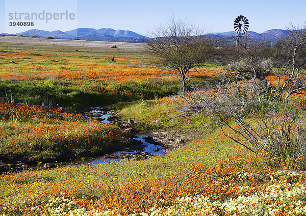 Wildblütengebiet im Frühling in Namaqualand  Südafrika  Afrika