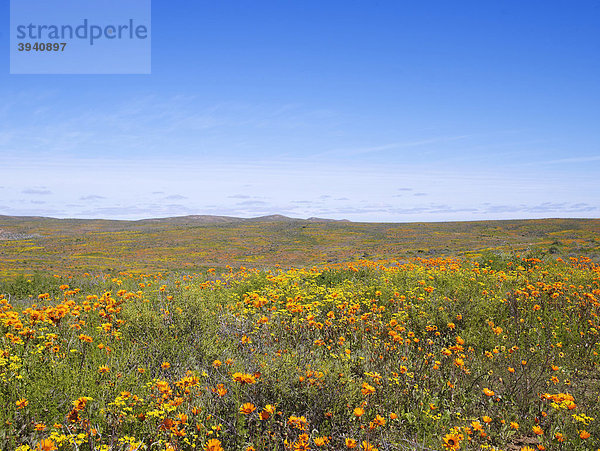 Blühendes Namaqualand in Südafrika  Afrika