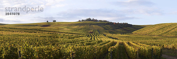 Weinhänge in Hattenheim bei Eltville  Rheingau  Hessen  Deutschland  Europa