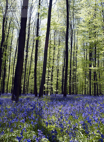 Meer von Glockenblumen (Campanula) im Wald von Hallebos  Belgien  Europa