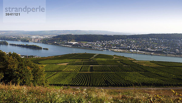 Blick vom Niederwalddenkmal  Rüdesheim  über Weinhänge auf den Rhein nach Bingen  Mittelrhein  Rheinland-Pfalz  Deutschland  Europa