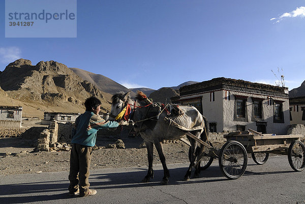 Tibetischer Nomadenjunge hält geschmücktes Pferd am Zaumzeug  Pferdekutschwagen vor traditionellen tibetischen Bauernhäusern mit Sakyafarbgebung  Tingri  Tibet  China  Asien