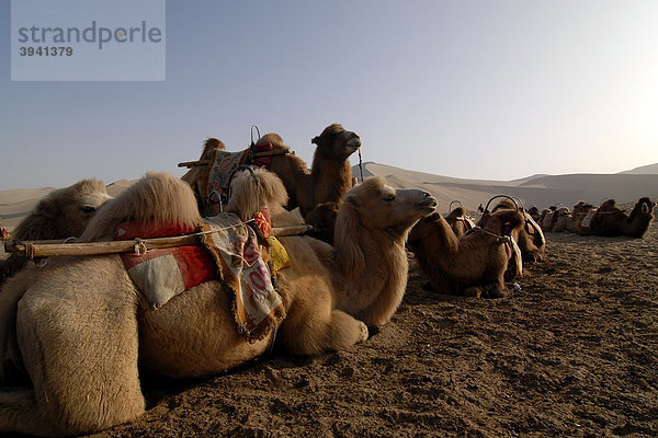 Kamele warten auf die nächste Kamelkarawane mit Touristen vor den Sanddünen der Wüste Gobi und des Mount Mingshan bei Dunhuang  Seidenstraße  Gansu  China  Asien