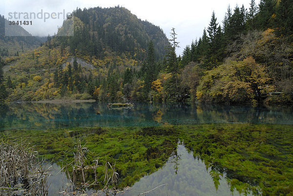 Herbststimmung am Fünffarbensee in dem abgestorbene Bäume liegen und Seealgen und Seegras wachsen  Jiuzhaiguo Valley  Nationalpark Jiuzhaiguo  Sichuan  China  Asien
