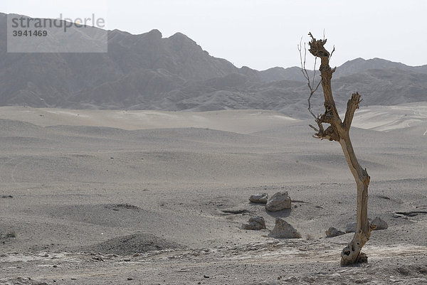 Abgestorbener trockener Baum in der Wüste Gobi bei den Mogao-Grotten bei Dunhuang  Seidenstraße  Gansu  China  Asien