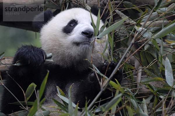 Großer Panda (Ailuropoda melanoleuca) im Forschungs- und Aufzuchtzentrum beim Verzehr von Bambusblättern  Chengdu  Sichuan  China  Asien