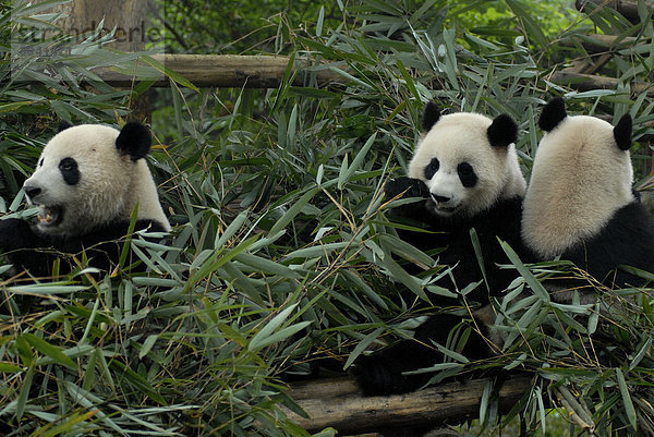 Drei Große Panda (Ailuropoda melanoleuca) im Forschungs- und Aufzuchtzentrum beim Verzehr von Bambusblättern  Chengdu  Sichuan  China  Asien