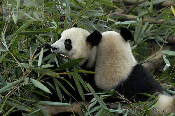 Zwei Große Panda (Ailuropoda melanoleuca) im Forschungs- und Aufzuchtzentrum beim bequemen Verzehr von Bambusblättern  Chengdu  Sichuan  China  Asien