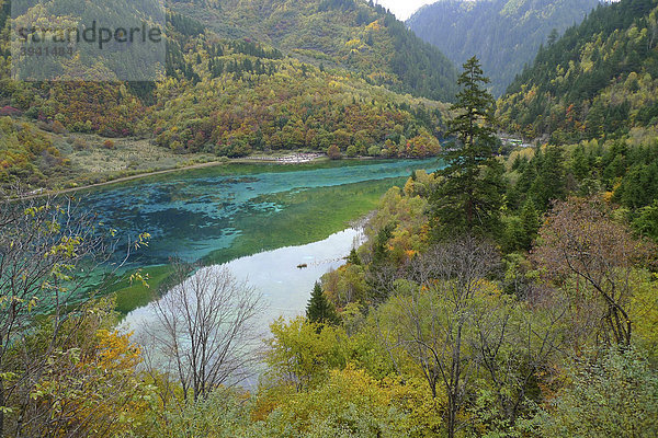 Herbststimmung am türkisblauen Fünffarbensee in dem abgestorbene Bäume liegen  Jiuzhaigou-Valley  Nationalpark Jiuzhaigou  Sichuan  China  Asien