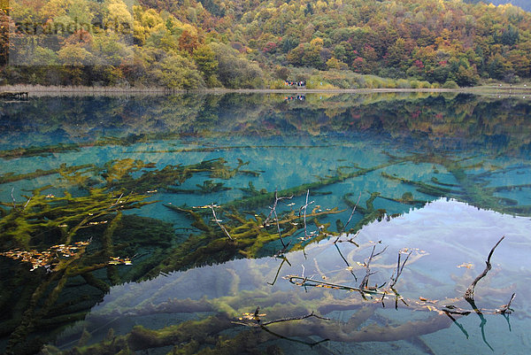 Herbststimmung und Spiegelung der Bäume am türkisblauen Fünffarbensee in dem abgestorbene Bäume liegen  Jiuzhaigou-Valley  Nationalpark Jiuzhaigou  Sichuan  China  Asien