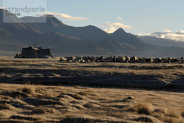 Eisiger Himalayamorgen mit tibetischem Yakhaarzelt  Nomadenzelt und einer Schaf und Ziegenherde auf gefrorenem Gras  Provinz Ngari  Westtibet  Tibet  Asien