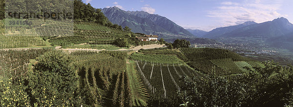 Apfelplantage  Weinberg  Tscherms  Trentino  Südtirol  Italien  Europa