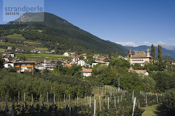 Apfelplantage  Schloss  Prissian  Trentino  Südtirol  Italien  Europa