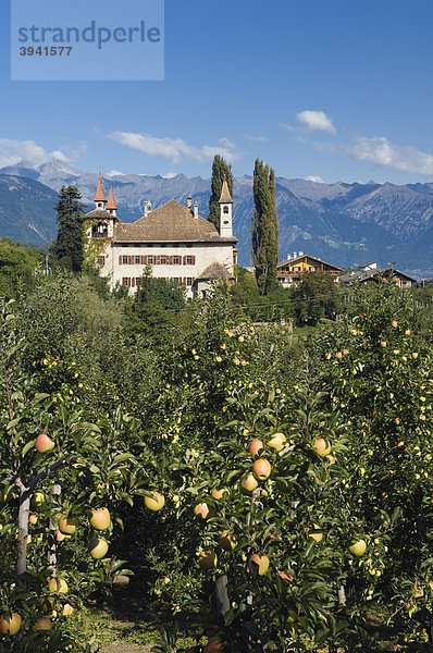 Apfelplantage  Schloss Fahlburg  Prissian  Trentino  Südtirol  Italien  Europa