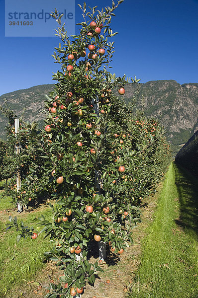 Apfelplantage  Vilpiano  Trentino  Südtirol  Italien  Europa
