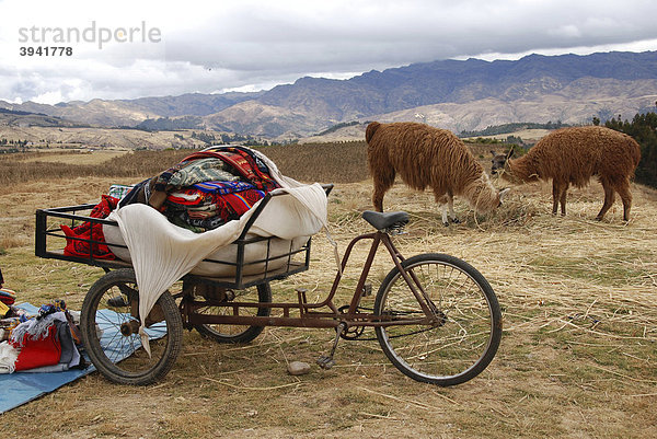 Zwei Lamas und ein Fahrrad  Huilahuila  Peru  Südamerika  Lateinamerika