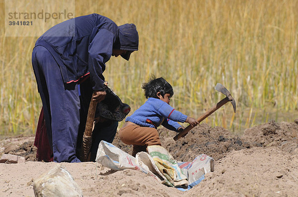 Kinderarbeit  Feldarbeit  Gemeinde Llachon  Halbinsel Capachica  Peru  Südamerika  Lateinamerika