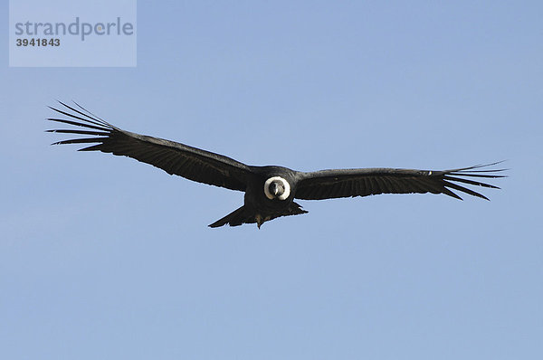 Kondor  Cruz del Kondor (Vultur gryphus) im Flug  Colca Canyon  Peru  Südamerika  Lateinamerika