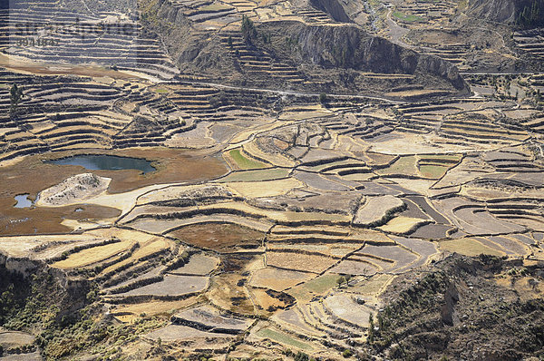 Terrassenfelder  Nähe Maca  Colca Canyon  Peru  Südamerika  Lateinamerika