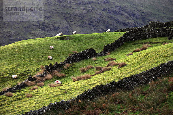 Steinerner Begrenzungszäune und weidende Schafe  Landschaft  Republik Irland  Europa