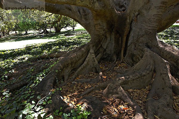 Wurzelwerk einer Großblättrigen Feige (Ficus macrophylla) Hyde Park  Perth  Western Australia  Australien