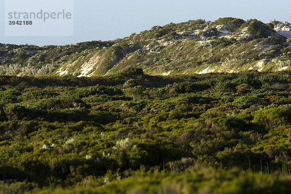 Dünenvegetation an der Küste  Western Australia  Australien