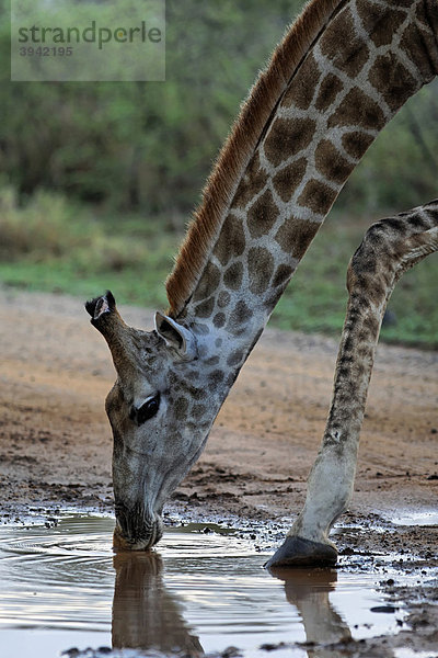 Giraffe (Giraffa camelopardalis) trinkt Wasser aus Pfütze auf Schotterstraße  Kruger Nationalpark  Südafrika