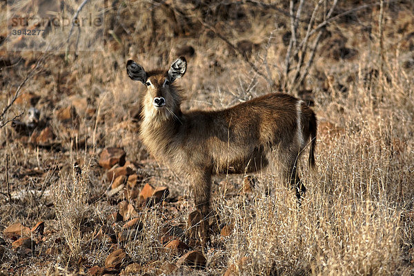 Weiblicher Wasserbock (Kobus ellipsiprymnus)  Kruger National Park  Südafrika  Afrika