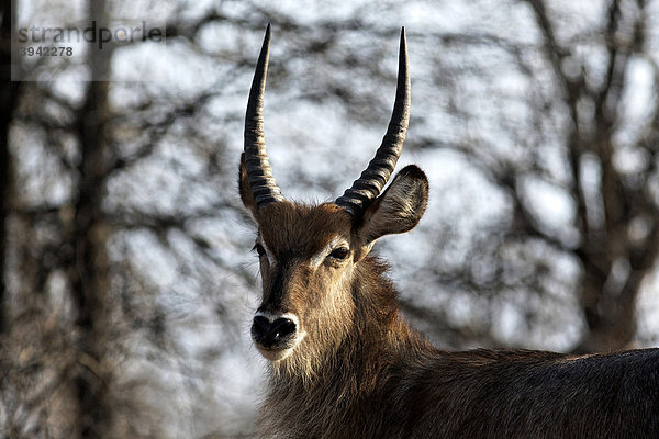 Männlicher Wasserbock (Kobus ellipsiprymnus)  Porträt  Kruger National Park  Südafrika  Afrika