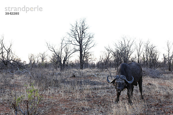 Afrikanischer Büffel (Syncerus caffer)  Kruger National Park  Südafrika  Afrika