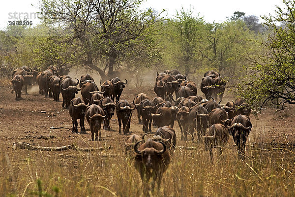Afrikanischer Büffel (Syncerus caffer) Herde  Kruger National Park  Südafrika  Afrika