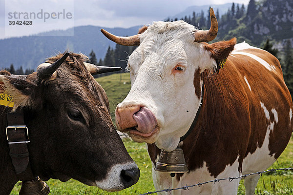 Zwei Alm-Kühe zeigen Zuneigung  Bayerische Alpen  Oberbayern  Deutschland  Europa