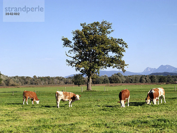 Bayerische Milchkühe grasen auf der Weide  Chiemgau  Oberbayern  Deutschland  Europa