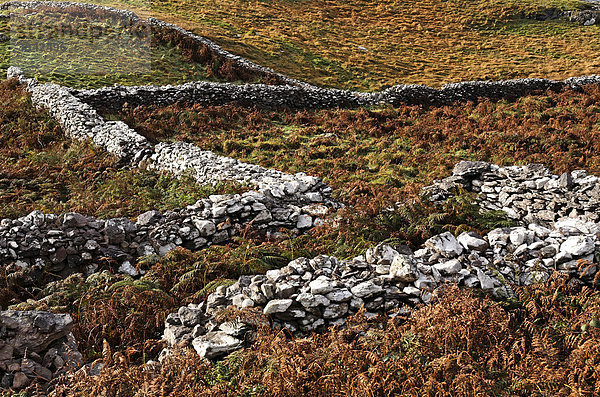 Steinmauern in einem Feld  County Kerry  Irland  Europa