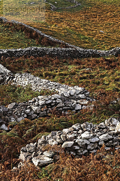 Steinmauern in einem Feld  County Kerry  Irland  Europa
